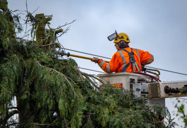 Best Root Management and Removal  in Fisher, IL